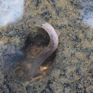 Misgurnus anguillicaudatus at O'Connor Ridge to Gungahlin Grasslands - 16 Mar 2024