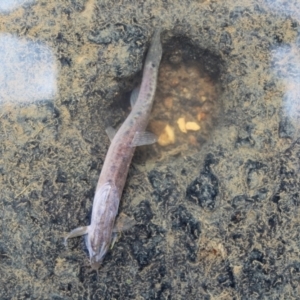 Misgurnus anguillicaudatus at O'Connor Ridge to Gungahlin Grasslands - 16 Mar 2024