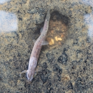 Misgurnus anguillicaudatus at O'Connor Ridge to Gungahlin Grasslands - 16 Mar 2024 01:08 PM