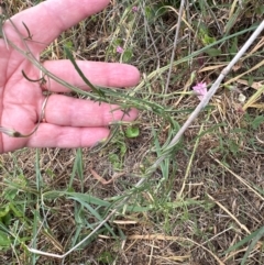 Convolvulus angustissimus subsp. angustissimus (Australian Bindweed) at Aranda Bushland - 16 Mar 2024 by lbradley