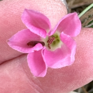 Convolvulus angustissimus subsp. angustissimus at Aranda Bushland - 16 Mar 2024