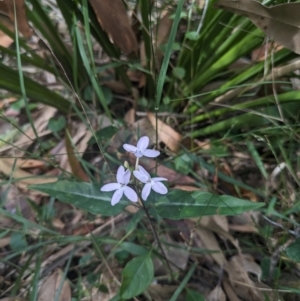 Pseuderanthemum variabile at Murramarang National Park - 16 Mar 2024