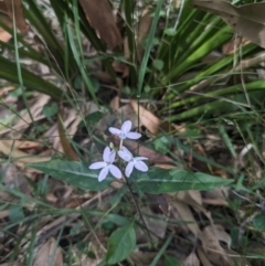 Pseuderanthemum variabile (Pastel Flower) at South Durras, NSW - 16 Mar 2024 by WalterEgo