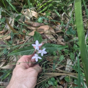 Pseuderanthemum variabile at Murramarang National Park - 16 Mar 2024