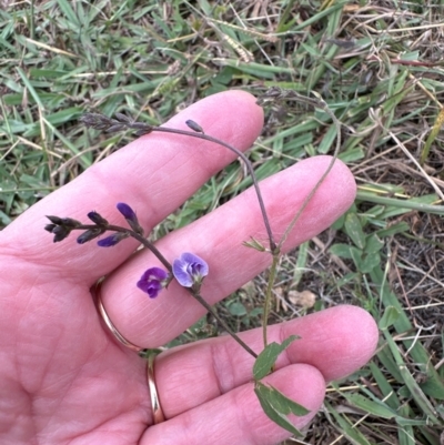 Glycine tabacina (Variable Glycine) at Aranda Bushland - 16 Mar 2024 by lbradley