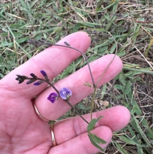 Glycine tabacina at Aranda Bushland - 16 Mar 2024