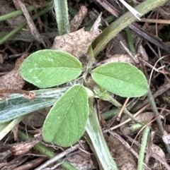 Glycine tabacina at Yarralumla, ACT - 16 Mar 2024