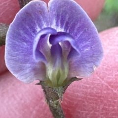 Glycine tabacina at Aranda Bushland - 16 Mar 2024