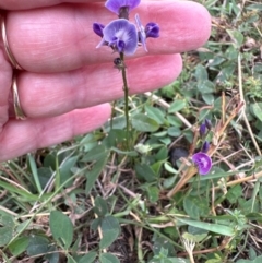 Glycine tabacina at Aranda Bushland - 16 Mar 2024