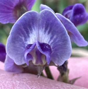 Glycine tabacina at Aranda Bushland - 16 Mar 2024