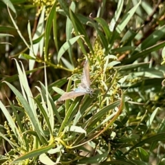 Jalmenus ictinus (Stencilled Hairstreak) at Aranda Bushland - 16 Mar 2024 by KMcCue