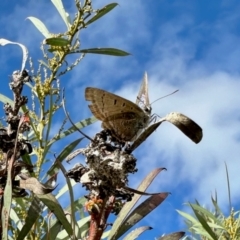 Jalmenus ictinus at Aranda Bushland - 16 Mar 2024