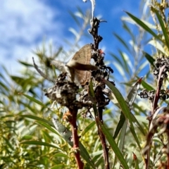 Jalmenus ictinus at Aranda Bushland - 16 Mar 2024