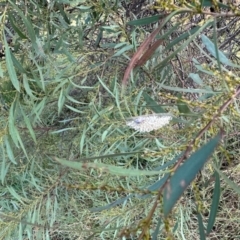 Unidentified Other moth at Aranda Bushland - 15 Mar 2024 by KMcCue