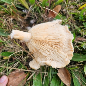 Lactarius pubescens at QPRC LGA - 16 Mar 2024 05:49 PM