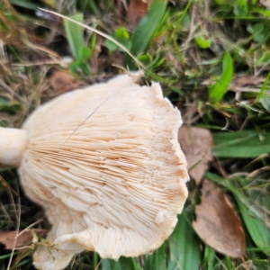 Lactarius pubescens at QPRC LGA - 16 Mar 2024 05:49 PM