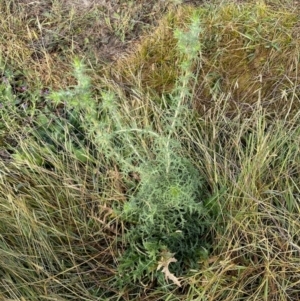 Carthamus lanatus at Aranda Bushland - 16 Mar 2024