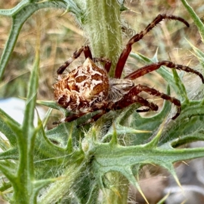 Backobourkia brounii (Broun's orb weaver) at Yarralumla, ACT - 15 Mar 2024 by KMcCue