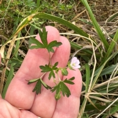 Geranium sp. Pleated sepals (D.E.Albrecht 4707) Vic. Herbarium (Naked Crane's-bill) at Yarralumla, ACT - 16 Mar 2024 by lbradley