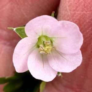 Geranium sp. Pleated sepals (D.E.Albrecht 4707) Vic. Herbarium at Yarralumla, ACT - 16 Mar 2024