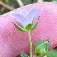 Geranium sp. Pleated sepals (D.E.Albrecht 4707) Vic. Herbarium at Aranda Bushland - 16 Mar 2024