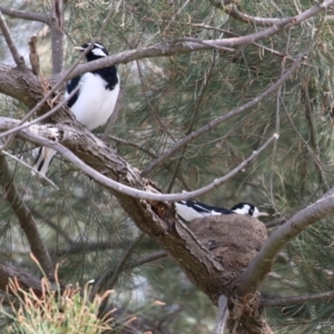 Grallina cyanoleuca at Upper Stranger Pond - 16 Mar 2024 11:56 AM