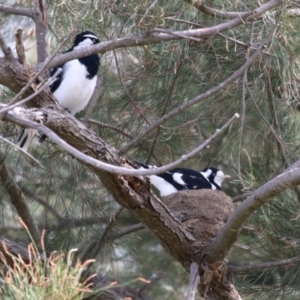 Grallina cyanoleuca at Upper Stranger Pond - 16 Mar 2024 11:56 AM