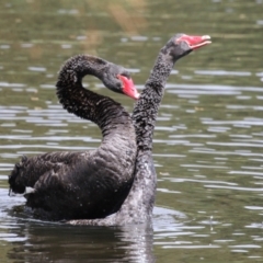 Cygnus atratus at Upper Stranger Pond - 16 Mar 2024 12:44 PM