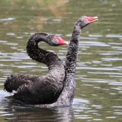 Cygnus atratus at Upper Stranger Pond - 16 Mar 2024 12:44 PM