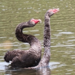 Cygnus atratus at Upper Stranger Pond - 16 Mar 2024 12:44 PM