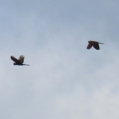 Zanda funerea (Yellow-tailed Black-Cockatoo) at Upper Stranger Pond - 16 Mar 2024 by RodDeb