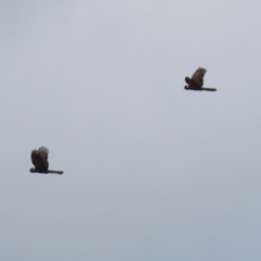 Zanda funerea at Upper Stranger Pond - 16 Mar 2024 12:04 PM