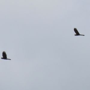 Zanda funerea at Upper Stranger Pond - 16 Mar 2024