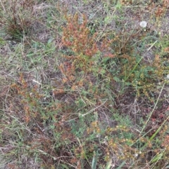 Hypericum perforatum (St John's Wort) at Yarralumla, ACT - 16 Mar 2024 by lbradley