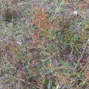 Hypericum perforatum at Aranda Bushland - 16 Mar 2024
