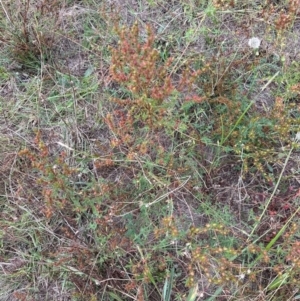 Hypericum perforatum at Yarralumla, ACT - 16 Mar 2024 06:14 PM