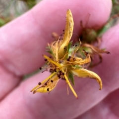 Hypericum perforatum at Yarralumla, ACT - 16 Mar 2024 06:14 PM