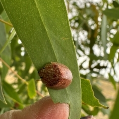 Paropsini sp. (tribe) (Unidentified paropsine leaf beetle) at Yarralumla, ACT - 16 Mar 2024 by lbradley