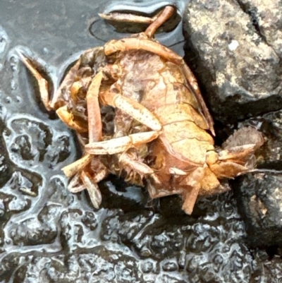 Cherax destructor (Common Yabby) at Aranda Bushland - 16 Mar 2024 by lbradley