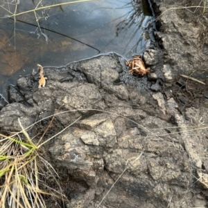 Cherax destructor at Aranda Bushland - 16 Mar 2024