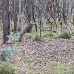 Wallabia bicolor (Swamp Wallaby) at Mulligans Flat - 16 Mar 2024 by JimL