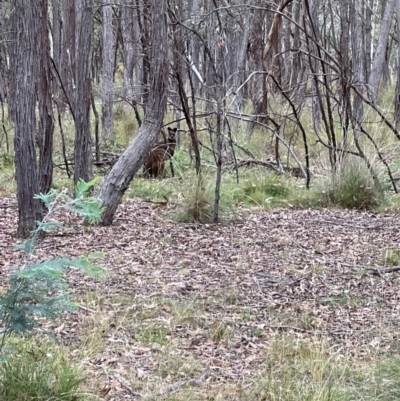 Wallabia bicolor (Swamp Wallaby) at Forde, ACT - 16 Mar 2024 by JimL