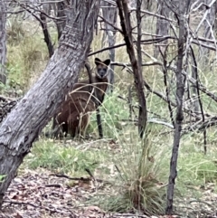 Wallabia bicolor at Mulligans Flat - 16 Mar 2024