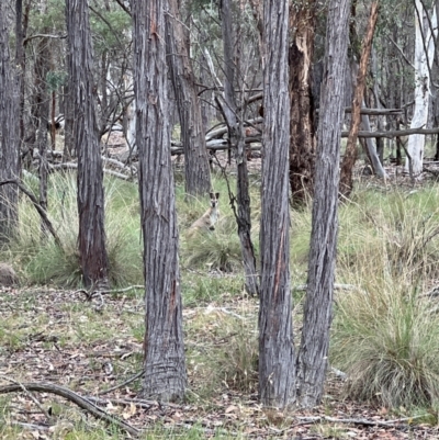 Notamacropus rufogriseus (Red-necked Wallaby) at Mulligans Flat - 16 Mar 2024 by JimL