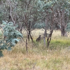 Wallabia bicolor (Swamp Wallaby) at Mulligans Flat - 16 Mar 2024 by JimL