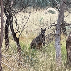 Wallabia bicolor at Mulligans Flat - 16 Mar 2024 03:57 PM