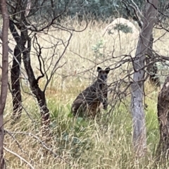 Wallabia bicolor at Mulligans Flat - 16 Mar 2024