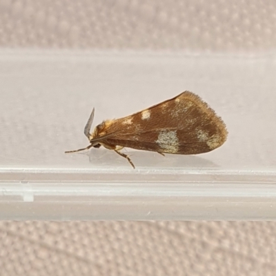 Anestia semiochrea (Marbled Footman) at Yass River, NSW - 15 Mar 2024 by SenexRugosus