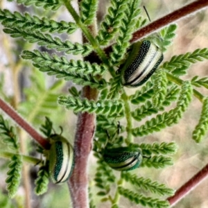 Calomela parilis at Aranda, ACT - 16 Mar 2024