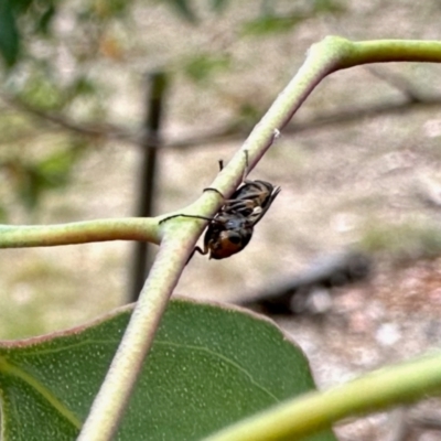 Unidentified Insect at Aranda, ACT - 16 Mar 2024 by KMcCue